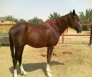 مصر اليوم - تغريم مصارع ثيران أسباني لتعذيبه جواده