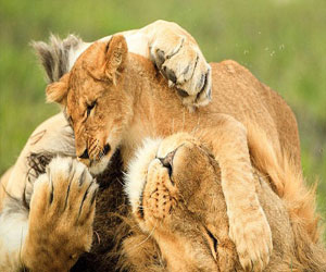 مصر اليوم - لحظات رائعة من المرح بين شبلين ووالدهما في جنوب أفريقيا