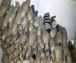   مصر اليوم - ضبط عاطل بمدينة إدفو بحوزته 3كيلو بانجو