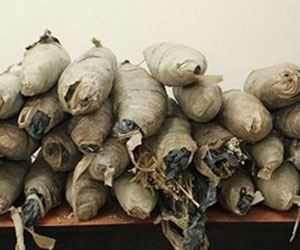   مصر اليوم - العثور على جوال به 12 كيلو بانجو في شمال سيناء