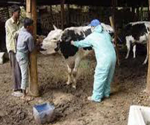   مصر اليوم - مُعالجة 7 آلاف و 538 حيوانًا من الحُمى القلاعيّة وحمى الوادي المُتصدّع