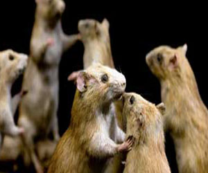   مصر اليوم - علماء: ارتفاع درجة المختبر يبطئ نمو السرطان لدى الفئران