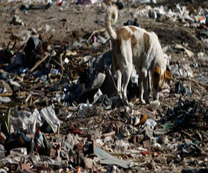   مصر اليوم - نقل 40 شخصًا عقرهم كلب مسعور لمستشفى الإسماعيلية العام