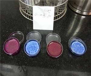   مصر اليوم - عيون مياه غرب بيت لحم ملوثة ولا تناسب البشر