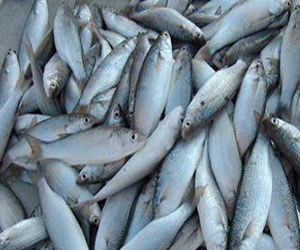   مصر اليوم - 7%من أصناف أسماك الخليج معرضة للأنقراض