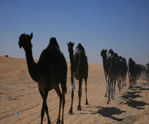 مصر اليوم - أستراليا تقتل 160 ألف جمل فى أربع سنوات