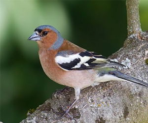 مصر اليوم - عصفور الشرشور المهدّد بالانقراض يأتي من روسيا