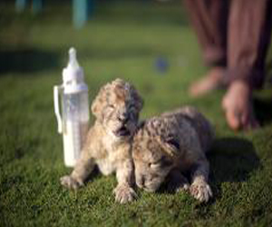 مصر اليوم - نفوق أول شبلين ولدا في قطاع غزة