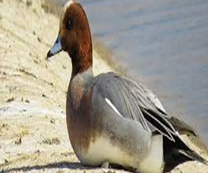   مصر اليوم - الأحتفال باليوم العالمي للطيور المهاجرة في مرصد طيور العقبة