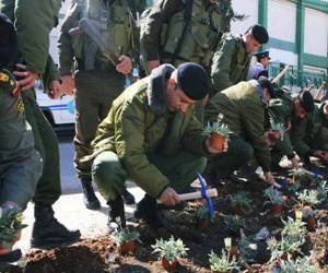   مصر اليوم - المشروع الوطني لزراعة الأشجار الحرجية متواصل في الأردن