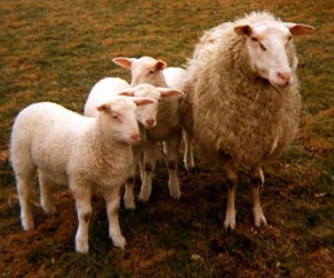   مصر اليوم - البيئة والمياه ترفع الحظر عن استيراد الحيوانات الحية من الباراجواي