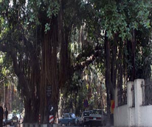   مصر اليوم - متطرفون يتهمون سوريين بعبادة شجرة بلوط عمرها 150 سنة