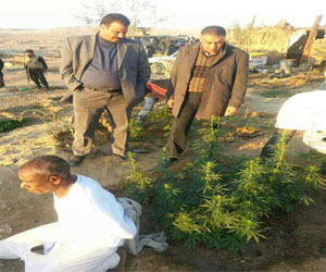   مصر اليوم - القبض على أبو غربة وسط مزارع البانجو في أسوان