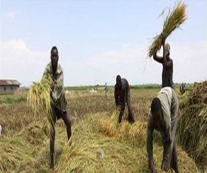   مصر اليوم - وزير نيجيري: بلادنا ليست مهددة بالجوع