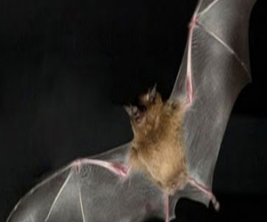 مصر اليوم - خفافيش الفاكهة الأفريقية مستودع للفيروسات الخطيرة