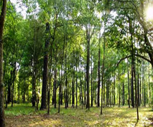   مصر اليوم - بنين تطلب مساعدة الأمم المتحدة لزراعة 10 ملايين شجرة لمواجهة التغير المناخى