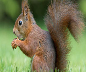 مصر اليوم - السناجب الحمراء تقاوم فيروس الجدرى الذى تنقله نظيرتها الرمادية