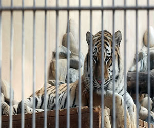   مصر اليوم - حارس حديقة سيئول يصاب في هجوم من نمر