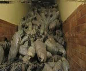   مصر اليوم - ضبط 20 كيلو جرامًا من نبات البانجو في قنا