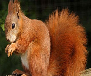 مصر اليوم - السناجب الحمراء تظهر مقاومة لفيروس الجدري