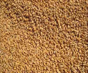   مصر اليوم - مصر تطلب شراء كمية غير محددة من القمح