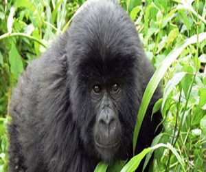 مصر اليوم - غوريلا الجبال تساعد أبناءها على تسلق الأشجار برواندا