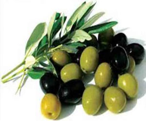 مصر اليوم - افتتاح مهرجان الزيتون الخميس المقبل