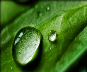   مصر اليوم - علماء يستخدمون التمثيل الضوئي لاستخراج الهيدروجين