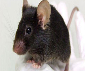 مصر اليوم - الفئران المخصبة صناعيًا تعيش عمرًا أقل من الطبيعية