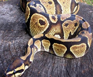 مصر اليوم - حية سامة تقفز على زجاج سيارة