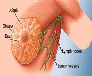   مصر اليوم - دراسة تفسر العلاقة بين الكولسترين وسرطان الثدى