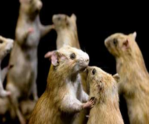 مصر اليوم - شر فئران لإزالة الألغام في كمبوديا