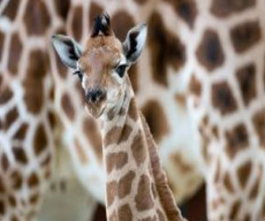 مصر اليوم - زرافات الغابة في الكونغو على القائمة الحمراء للحيوانات المهددة