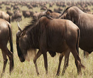 مصر اليوم - الجفاف يوقف هجرة حيوان النو البرى بين تنزانيا وكينيا