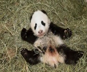 مصر اليوم - اطلاق اسم الفهد السعيد على الباندا الصغير في فيينا