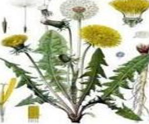   مصر اليوم - استئصال نبتة هندباء نمت في أذن طفلة