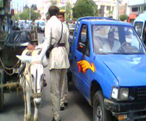   مصر اليوم - حملة لمصادرةِ عربات الكارو في الغردقّة