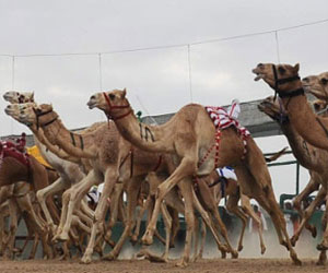   مصر اليوم - الهجن القطرية تتصدر في منافسات اليوم الأول لبطولة الخليج الثالثة