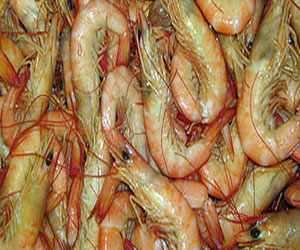   مصر اليوم - ضبط 190 كيلو سمك وجمبري منتهي الصلاحية بحوزة تاجر في الإسماعيلية