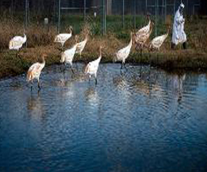 مصر اليوم - معركة صعبة لانقاذ الكركي الابيض اكبر طيور أميركا الشمالية