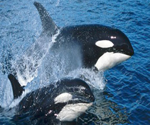   مصر اليوم - إتهام جامعة أسكتلندية بالمشاركة فى صيد الحيتان لأغراض علمية