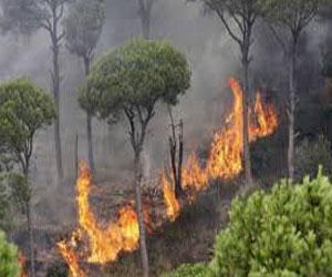   مصر اليوم - وزارة الزِّراعة تحصر الأشجار المُتضررة من حملات الجيش في سيناء