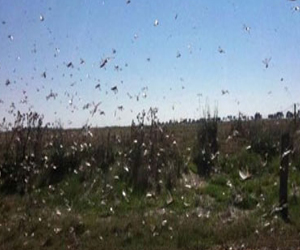   مصر اليوم - خطة عمل جزائرية لمواجهة غزو محتمل للجراد