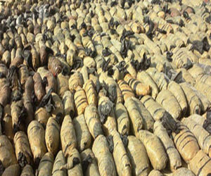   مصر اليوم - حرس الحدود يحبط تهريب كميات كبيرة من البانجو في العين السخنة