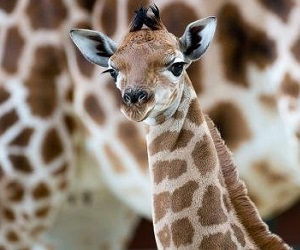 مصر اليوم - زرافات الغابة في الكونغو على وشك الانقراض