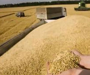   مصر اليوم - ارتفاع قيمة واردات الجزائر من القمح بأكثر من 7 %