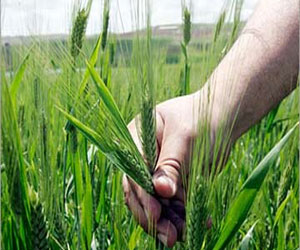   مصر اليوم - زراعة 230 ألف فدان قمح في الدقهليّة