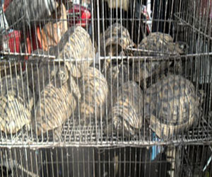 مصر اليوم - سلاحف البركة والخير لمحبى تربية حيوانات الزينة