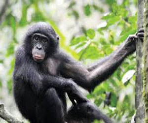 مصر اليوم - خطر داهم يهدد موائل قردة البونوبو