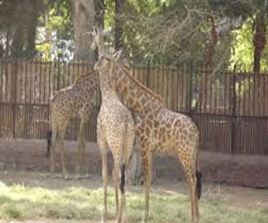   مصر اليوم - وزير الزراعة يأمر بالتحقيق في انتحار زرافة في حديقة حيوان الجيزة